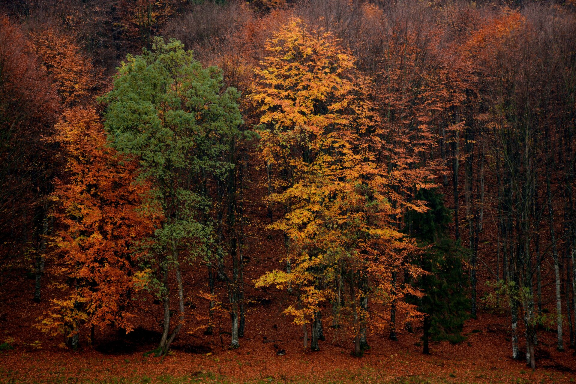 Autumnal trees